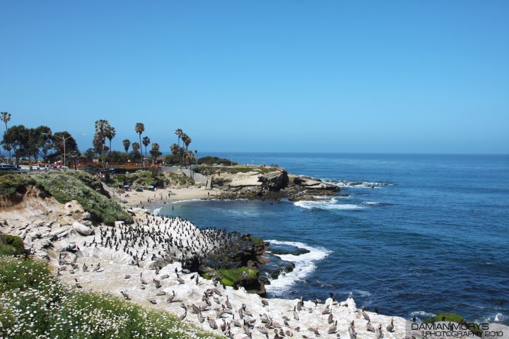 seabirds gathered along curved, rocky coastline; low buildings and palm trees in the distance